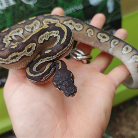 Image result for Female Ball Python