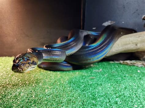 Image result for Motley Golden Child Reticulated Python