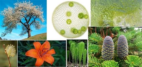 Science Class of Classification Examples に対する画像結果