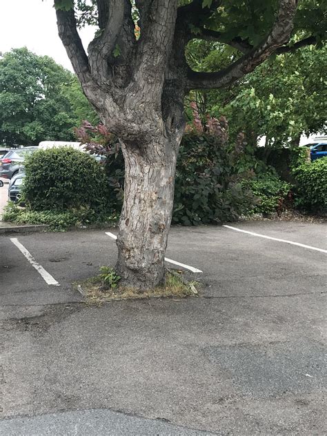 Image result for Extremely Random Tree