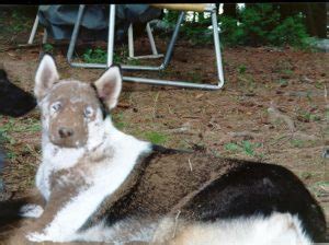 Image result for Guilty Huskies