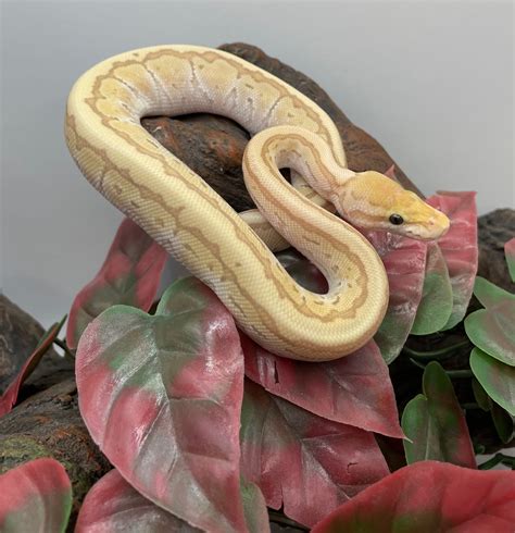 Image result for Kingpin Ball Python
