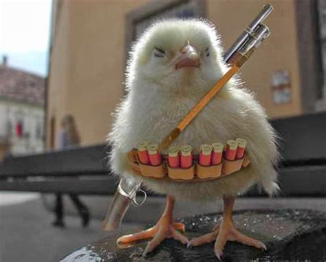 Image result for Funny Picture of a Python Engineer