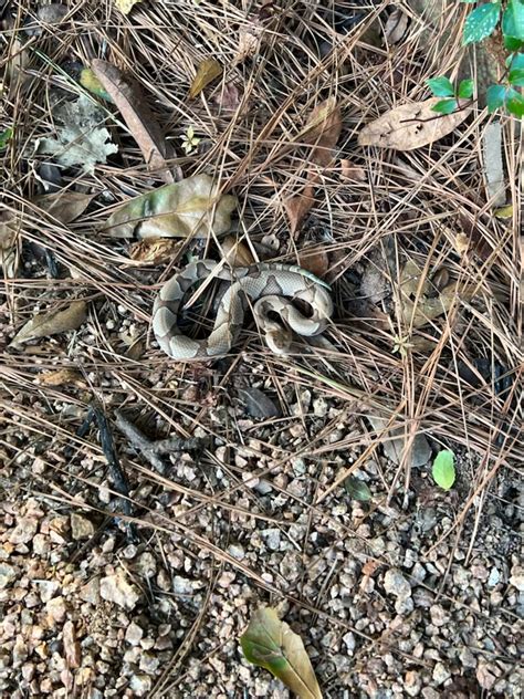 Copperhead bite!