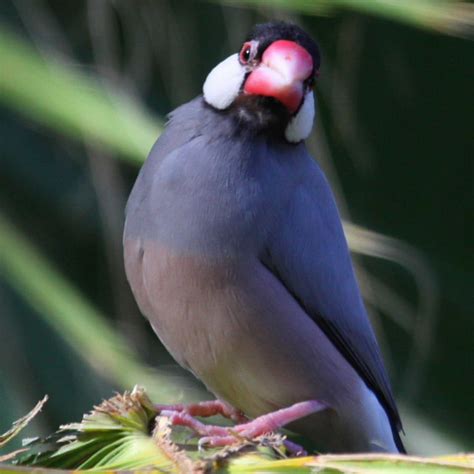 Image result for Java Finch Gender