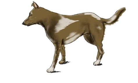 How Do You Draw Dog に対する画像結果