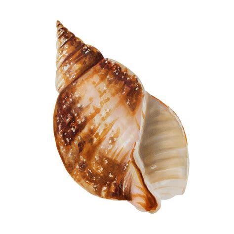 Shell Logo JPEG に対する画像結果