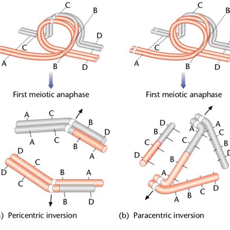 Image result for Formation of Inversion Loop