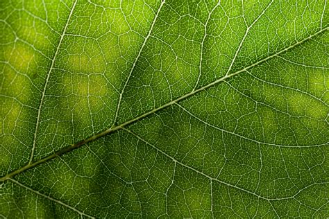 Image result for Leaf Texture High Resolution