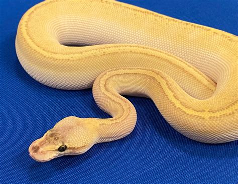 Image result for Kingpin Ball Python