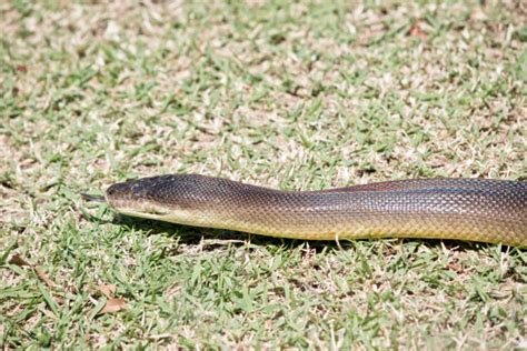 Image result for Python Strangle Dog