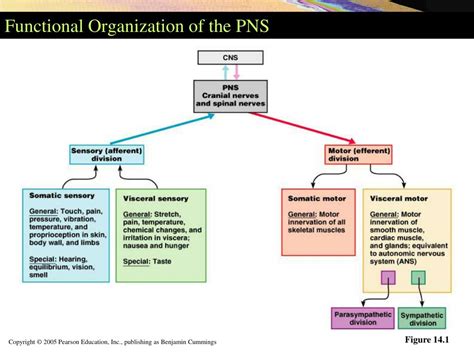 Image result for Flow Chart of Classification of PNS