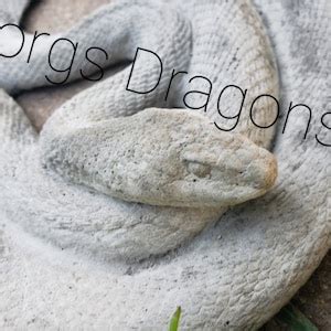 Image result for Snake Pattern Cartoon