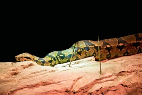 Image result for Python Strangle Dog