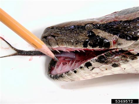 Image result for Python Teeth