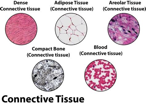Image result for Tissue Types
