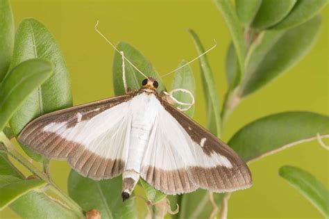 Box Tree Moth Insecticide に対する画像結果