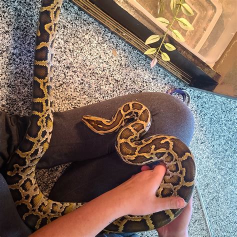 Image result for Granite Burmese Python