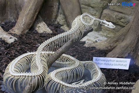 Image result for Python Bones