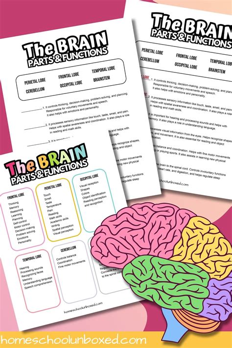 Image result for Brain Parts and Functions Worksheet