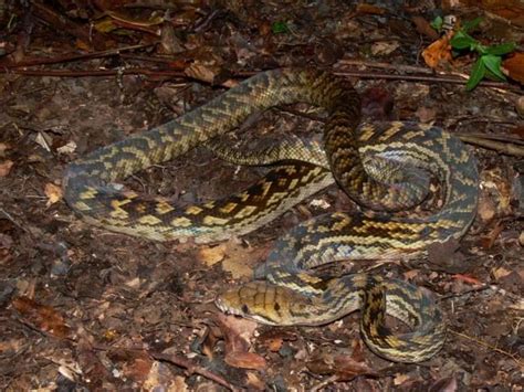 Australian Scrub Python に対する画像結果