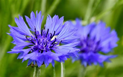 Image result for Cornflower Blue Color Chart