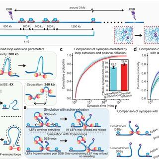 +Inversion Loop Forms at Synapsis に対する画像結果