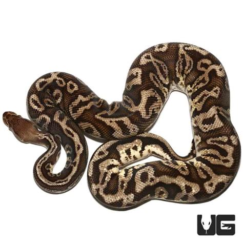 Woma Python Desert Terrarium-এর ছবি ফলাফল