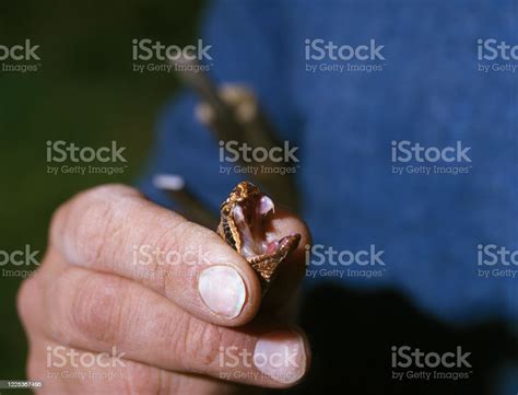 Image result for ASP Snake Venom