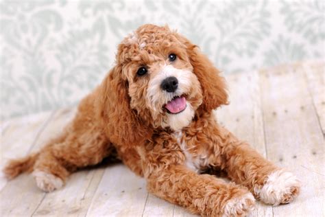 Afbeeldingsresultaten voor Cockapoo Adult Dogs