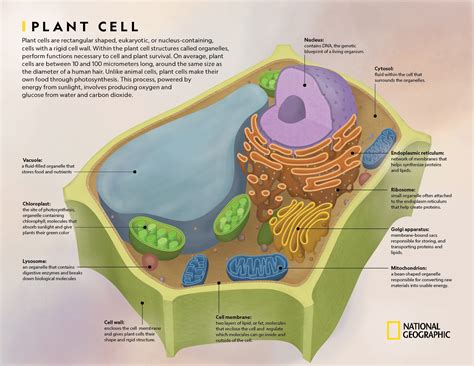 Plant Cell Diagram Labeled With Functions