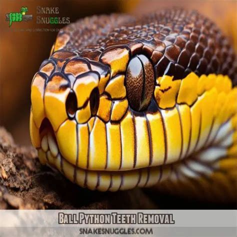 Image result for Python Teeth