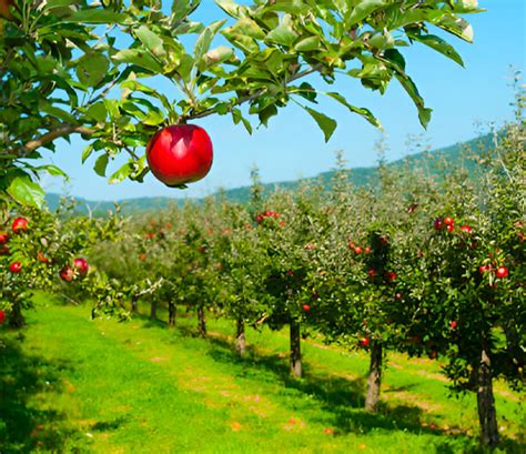 Toradh íomhá ar Tree Near Water Spring Landscape Coloring Pages