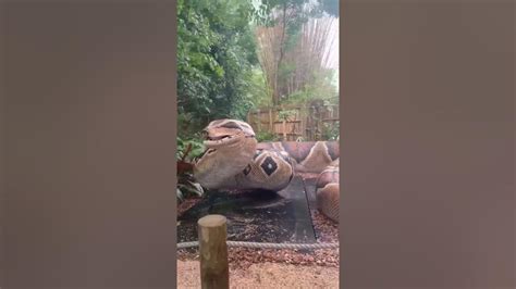 Image result for Python Snack