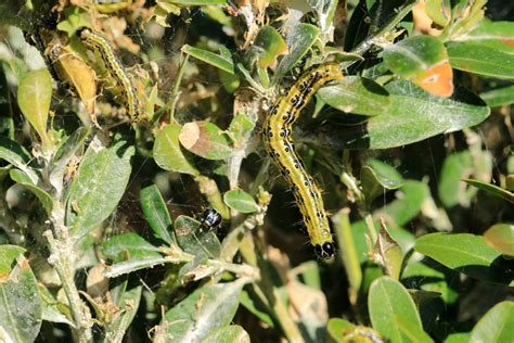 Box Tree Moth Insecticide に対する画像結果