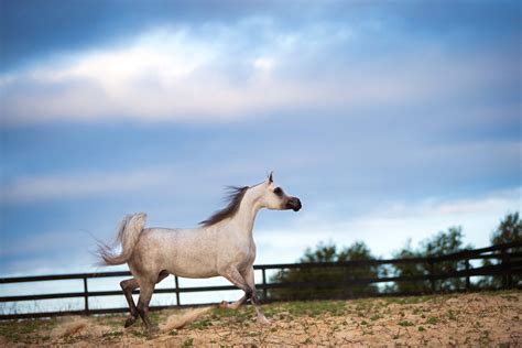 Image result for El Lua