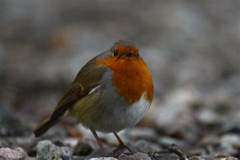 Springtime Robin GIF に対する画像結果