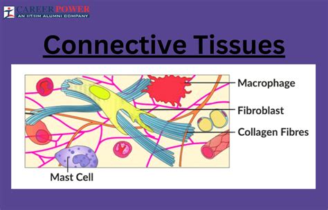 Image result for 5 Types of Connective Tissue