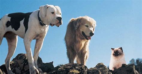 Image result for Animal Dog Movies