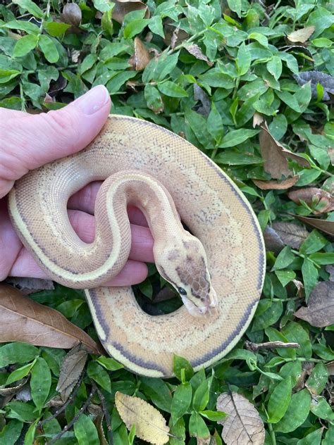 Image result for Spark Ball Python