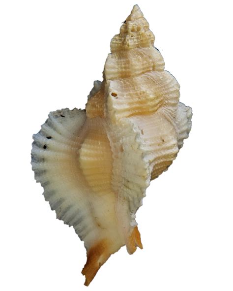 Image result for Besh Shells