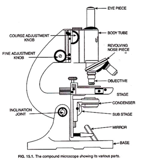 Toradh íomhá ar Compound Light Microscope Arm