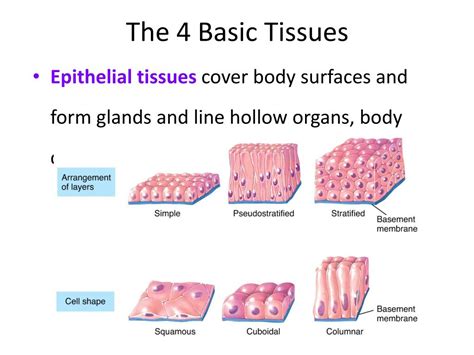 4 Main Tissue Types に対する画像結果