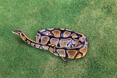 Image result for Green Ball Python
