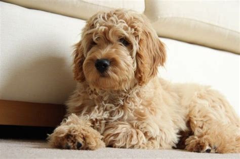 Afbeeldingsresultaten voor Cockapoo Adult Dogs