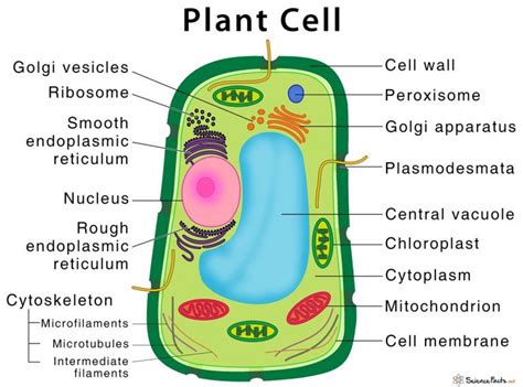 Image result for Plant Cell Tissue Types