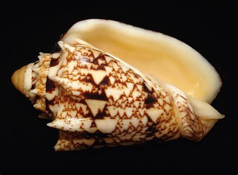 Image result for Besh Shells