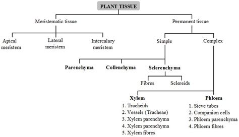 Image result for Plant Cell Tissue Types