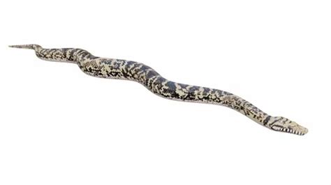 Python 3D Animation Video ପାଇଁ ପ୍ରତିଛବି ଫଳାଫଳ