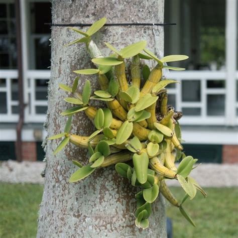 Image result for Support Vector Decomposition